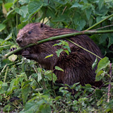 Beavers of Leuven